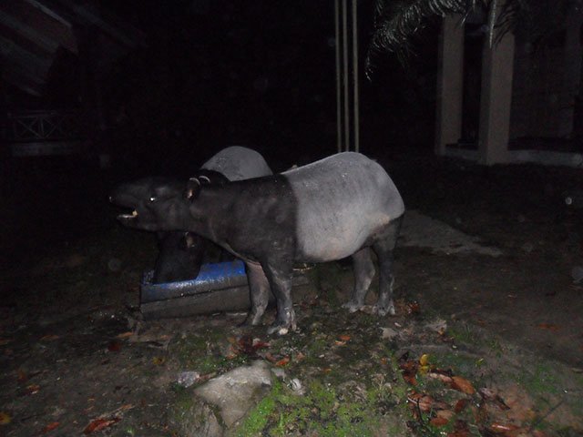 Night-Jungle-Trekking-2