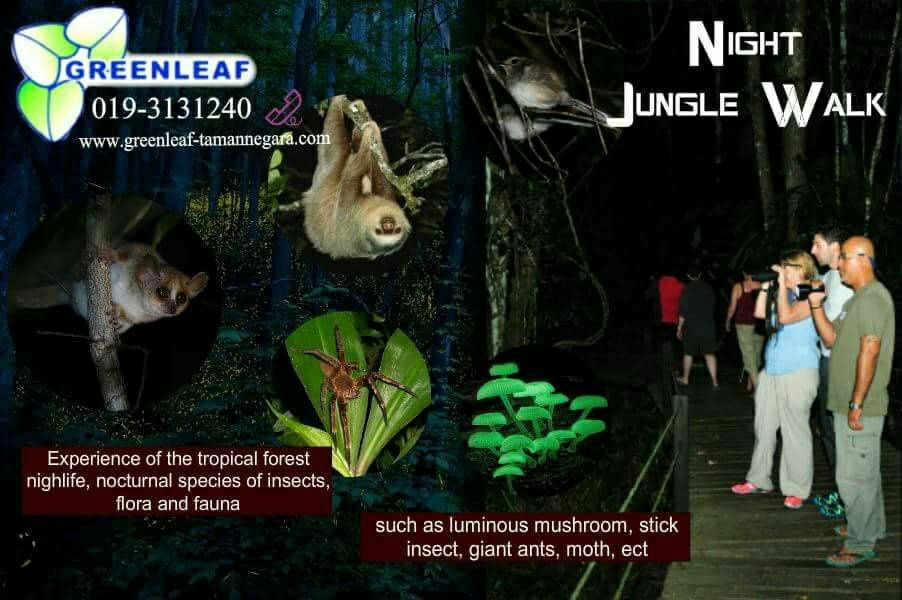 Night-Jungle-Walk-08