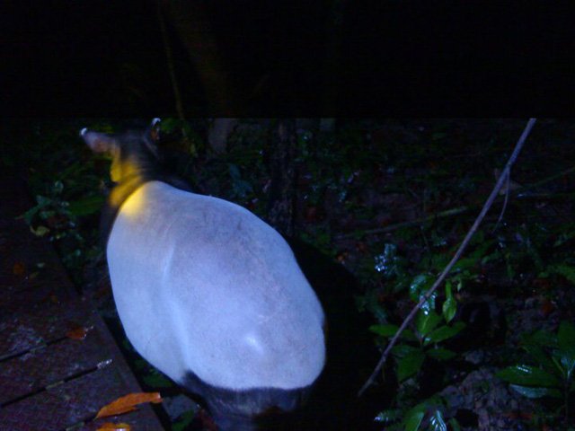 Night_Jungle_Trekking_02