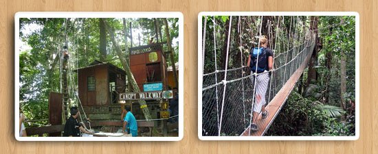 tmn_activity_canopywalkway